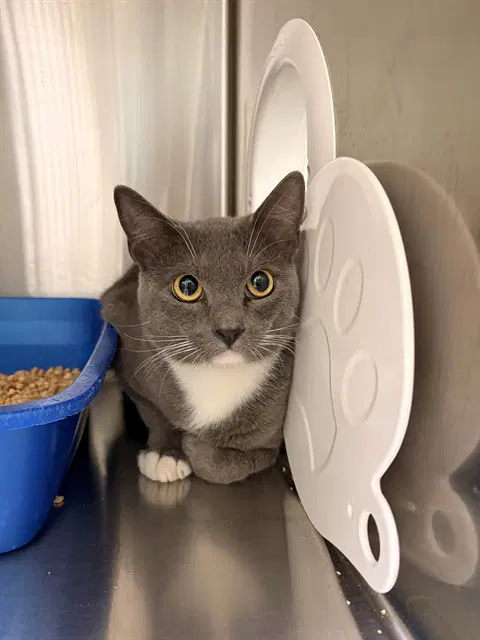 Mouse - Domestic Short Hair