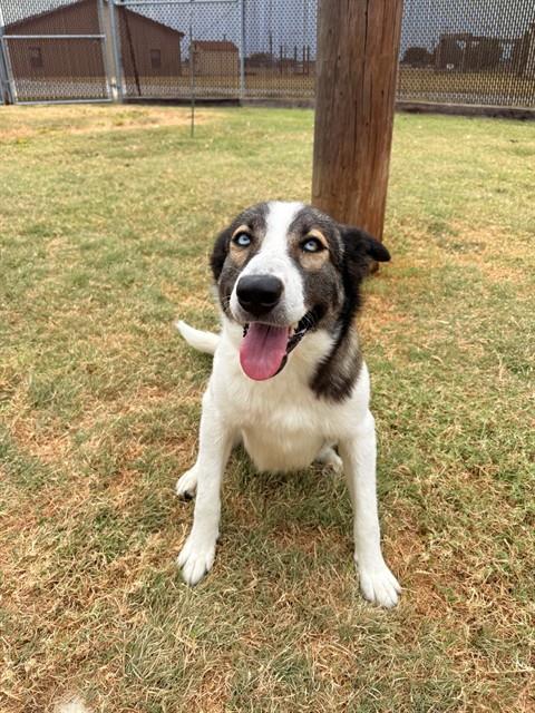 Ms Wigglebutt