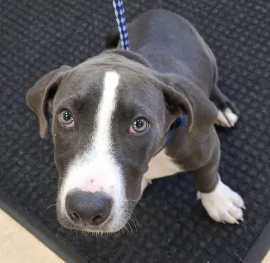 Bear - Pit Bull Terrier