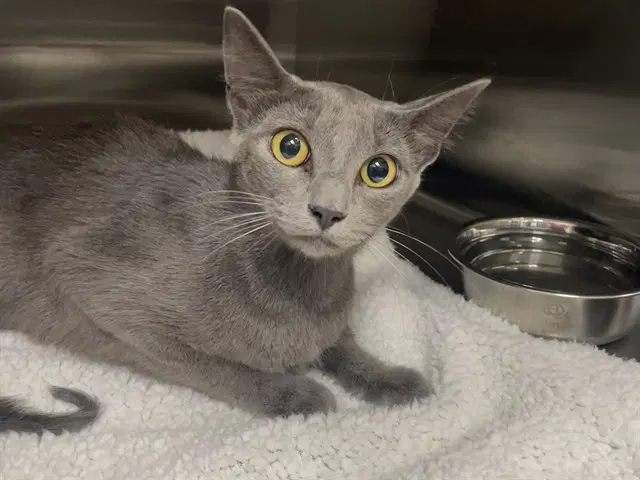 Twinkles - Domestic Short Hair