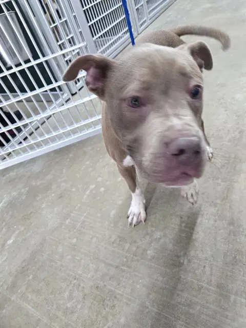 Bankai - Staffordshire Bull Terrier