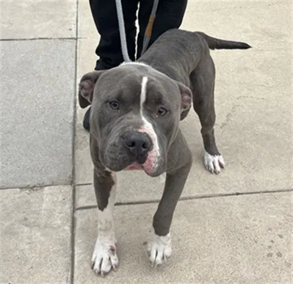 Brutus - Pit Bull Terrier