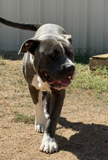 BRUTUS, a dog for adoption from Killeen Animal Control