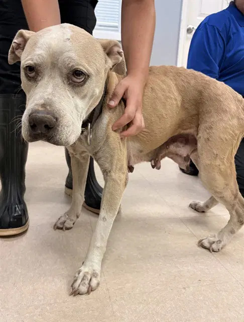 Stray Wait - Pit Bull Terrier