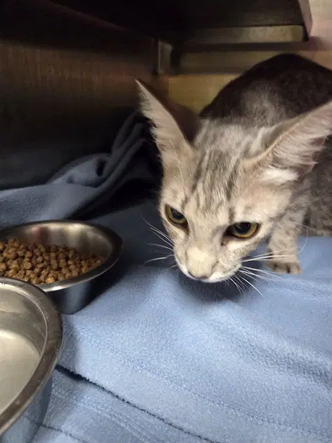 Ashara - Domestic Short Hair