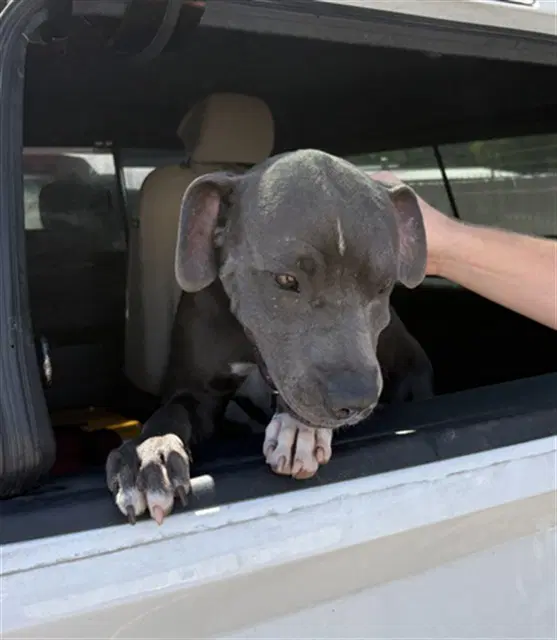Winston - Pit Bull Terrier