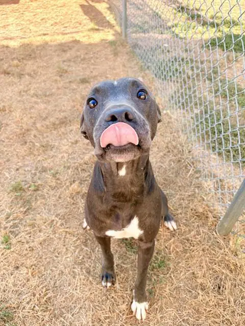 Winston - Pit Bull Terrier