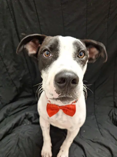 Ollie - Pit Bull Terrier