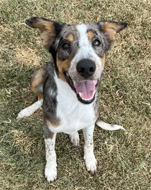 Kenny - Australian Kelpie