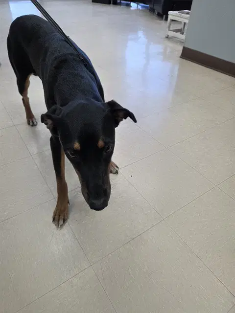 Star - Doberman Pinscher