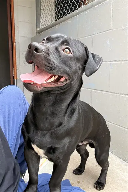 Fat Fat - Labrador Retriever