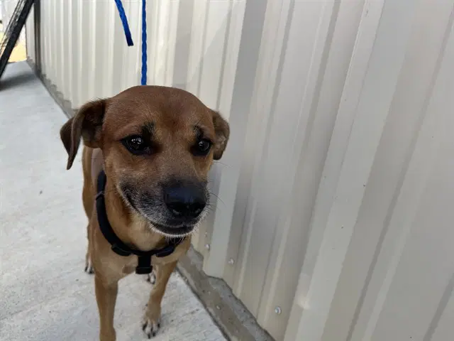 Scrappy - Black Mouth Cur