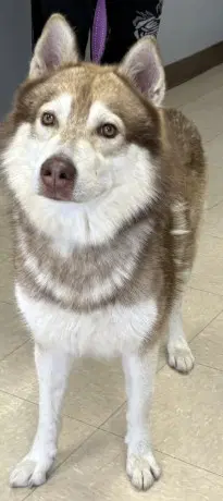 Alucard - Siberian Husky