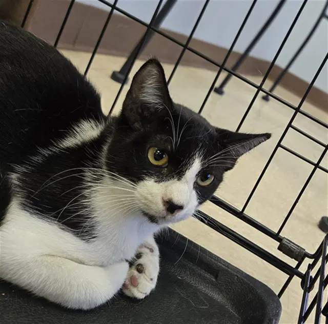 Stray Wait - Domestic Short Hair