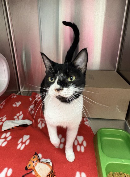 MS. MOO MOO, a cat for adoption from Killeen Animal Control