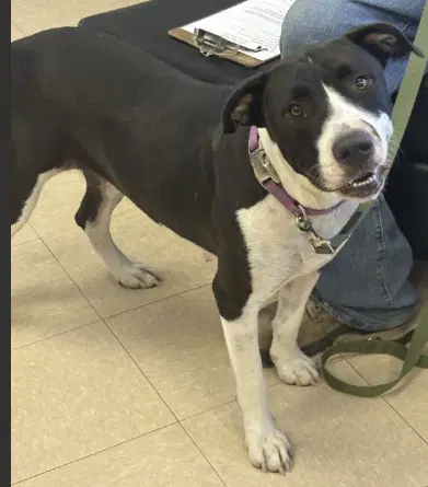 Wigglybutt - Pit Bull Terrier