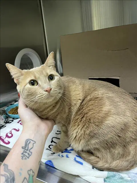 Chia - Domestic Short Hair