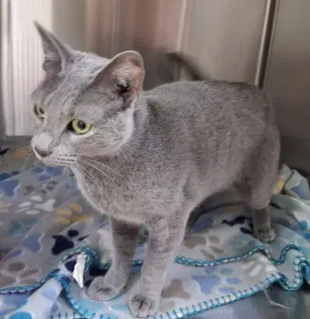 Misty - Domestic Short Hair