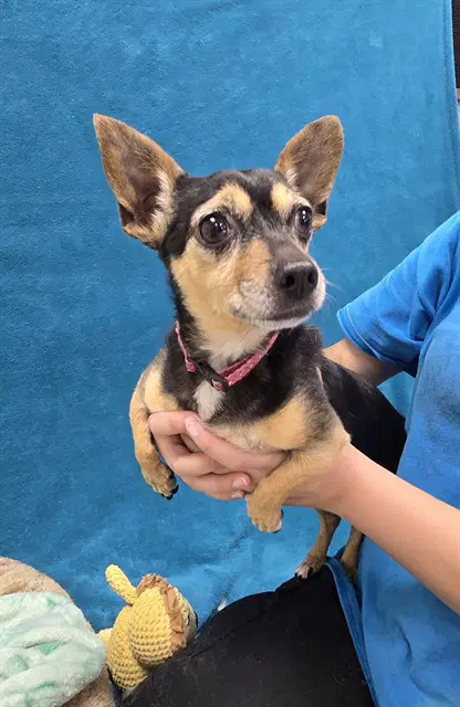Bella - Chihuahua