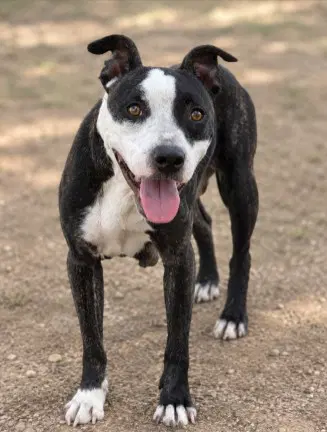 Stray Hold - Pit Bull Terrier