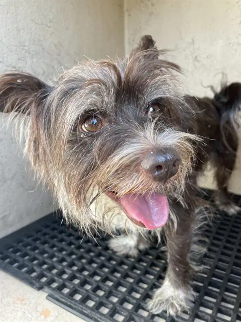 Stray Hold - Yorkshire Terrier Yorkie
