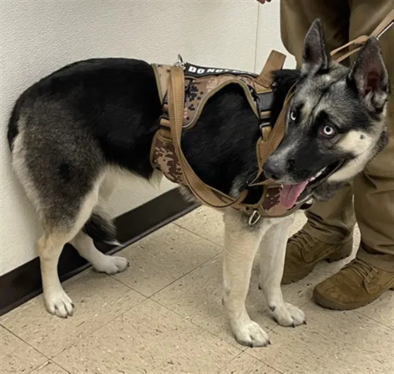 Alpha - German Shepherd Dog