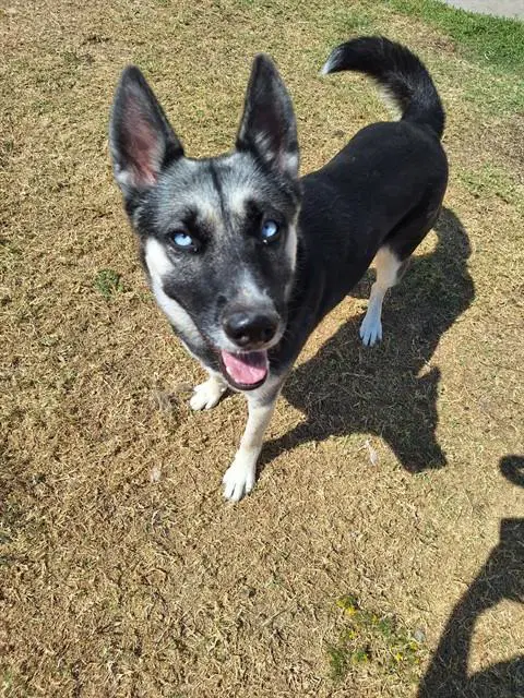 Alpha - German Shepherd Dog