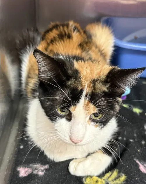Muffin - Domestic Short Hair