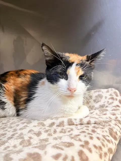 Muffin - Domestic Short Hair