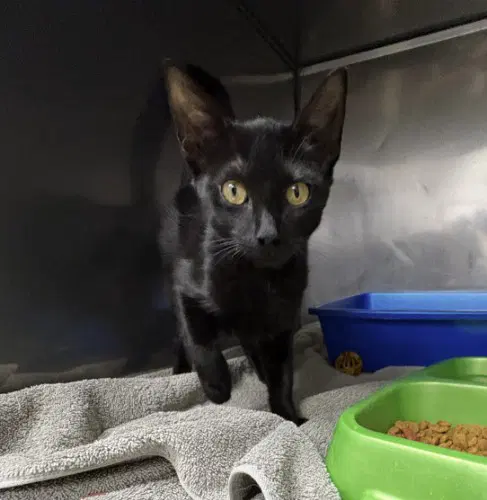 Slinky Baby - Domestic Short Hair