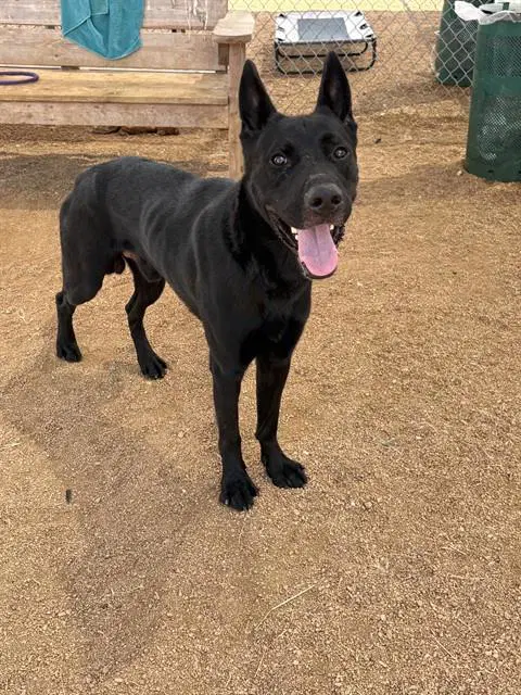 Doc Hudson - German Shepherd Dog