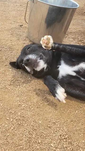 Autumn - Labrador Retriever
