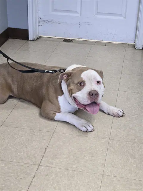 Bruno - American Pit Bull Terrier