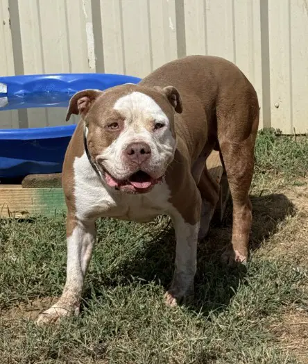 Bruno - American Pit Bull Terrier