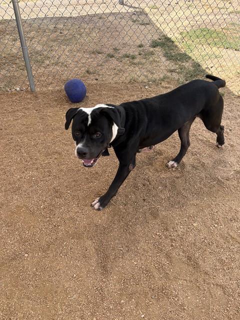 Blitz - Pit Bull Terrier