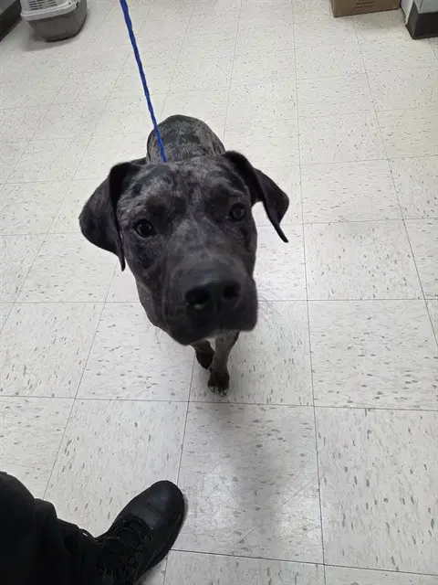 Scooby - Catahoula Leopard Dog