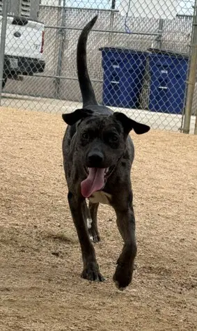 Scooby - Catahoula Leopard Dog