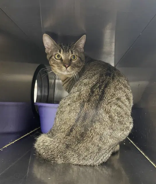 Stray Hold - Domestic Short Hair