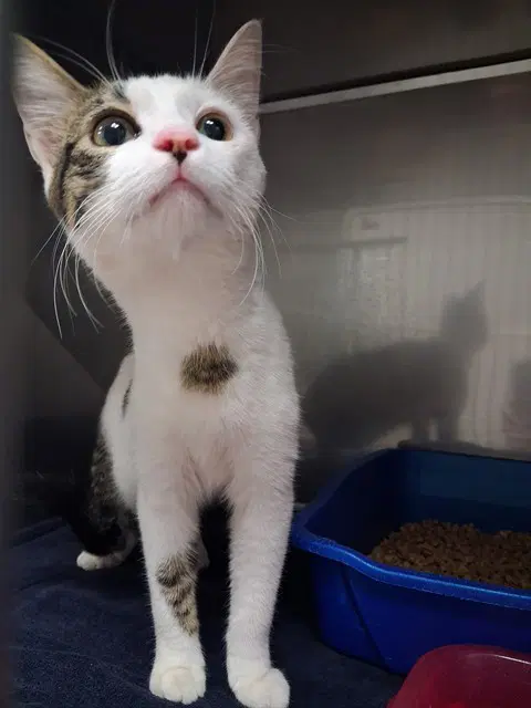 Stray Hold - Domestic Short Hair