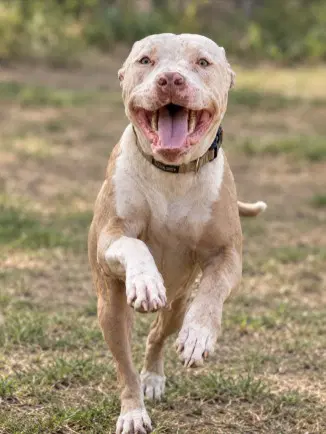 Stray Hold - Pit Bull Terrier