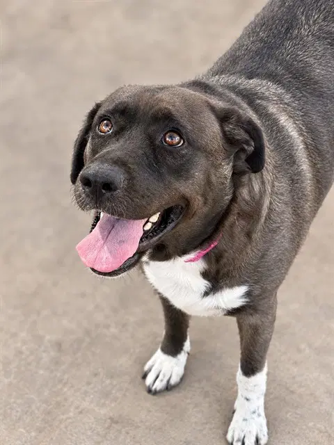 Stray Hold - Pit Bull Terrier