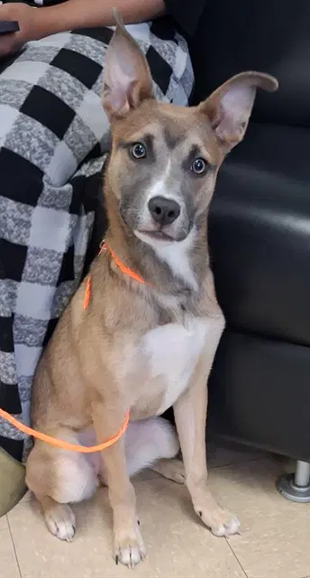 Willow - German Shepherd Dog
