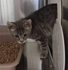 Magnolia - Domestic Medium Hair