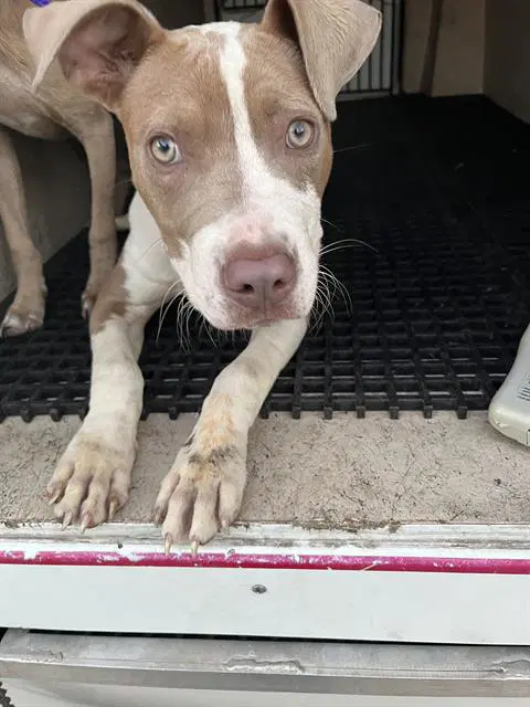 Moxie - Pit Bull Terrier