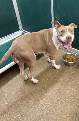 Moxie - Pit Bull Terrier