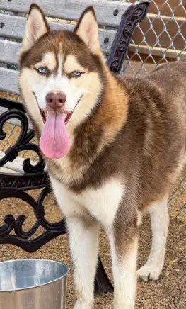 Spicy Pepper Lizard Gizard - Siberian Husky