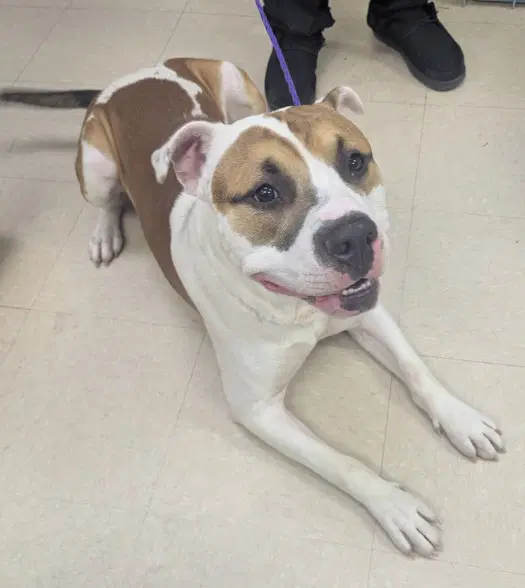Boat - Pit Bull Terrier