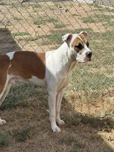 Boat - Pit Bull Terrier