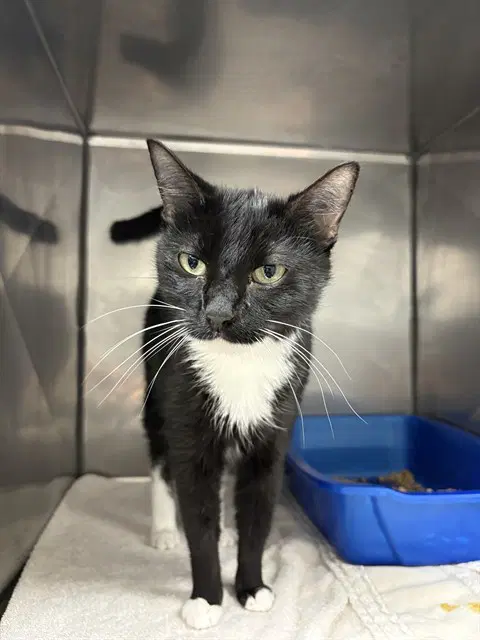 Glameow - Domestic Short Hair