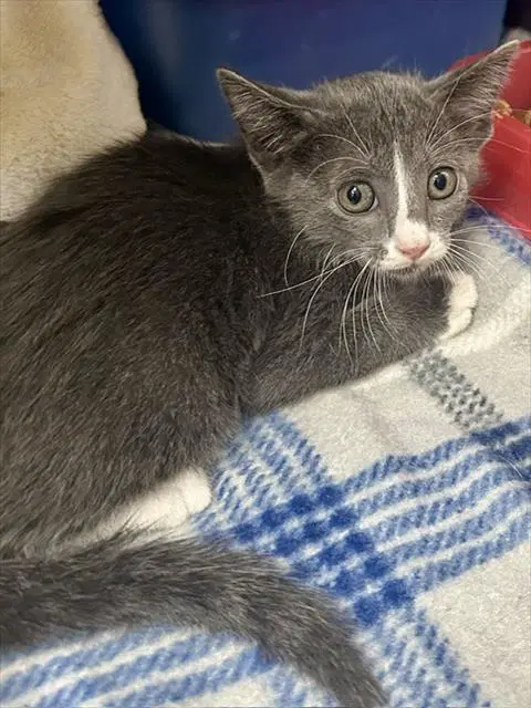 Hehe - Domestic Short Hair